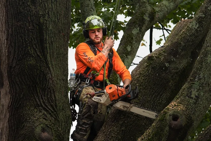 An arborist in orange hi-vis and a lime climbing helmet braced between two large trunks, running a chainsaw during a Broken Arrow tree removal