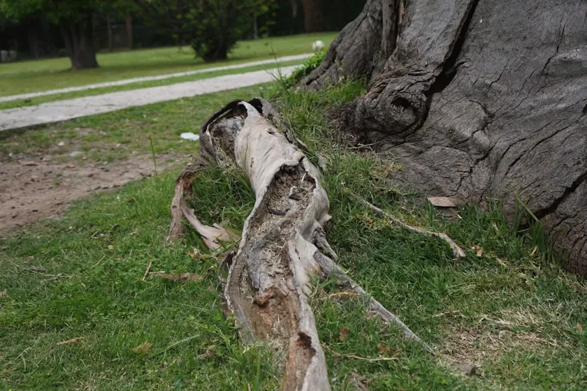 A long strip of pale splintered wood torn from the base of a mature tree by high wind, lying on the grass beside the trunk in the Broken Arrow area